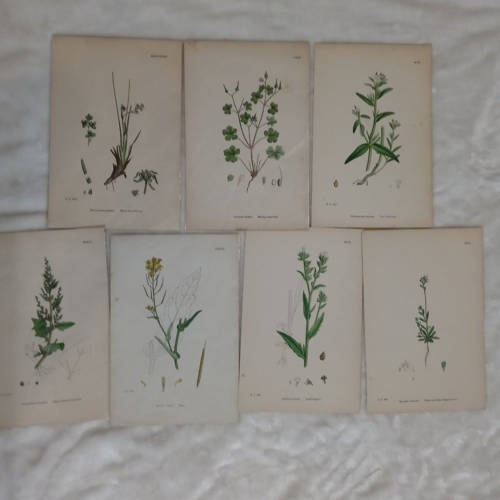 Vintage 1870 Botanical Prints Collectible